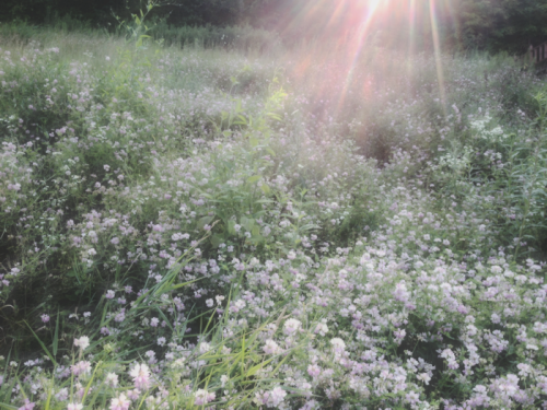 effervescentvibes:   good vibes here 