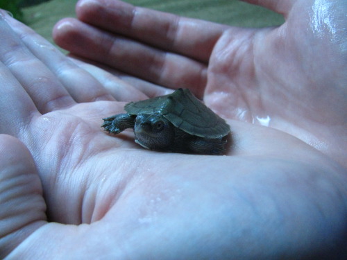 we went to a pet store and they had these tiny turtles and staff took them out so we could get better pictures babbies