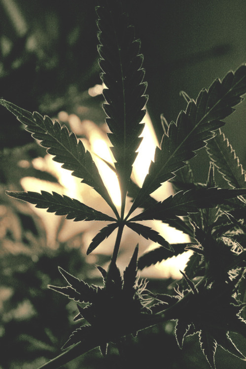 http://blowmelikekushhh.tumblr.com/post/124310203089