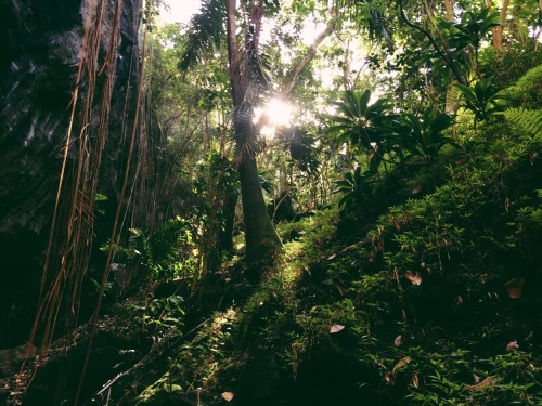 papayagraphy: Jungle retreat