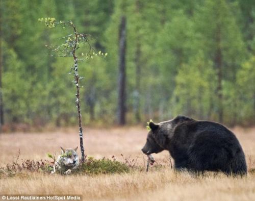 Bear strikes up unlikely friendship with a wolf [link]