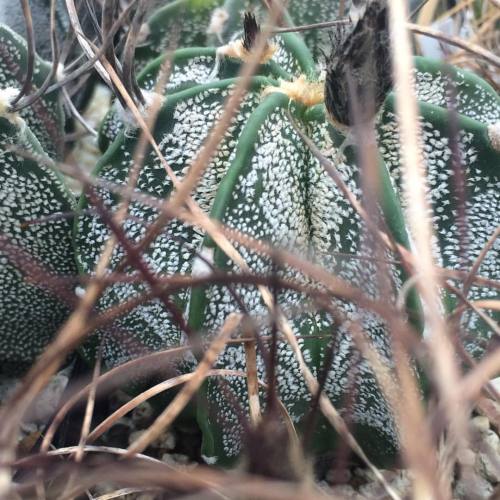 明日は晴れるらしい。受粉のチャンス到来です#astrophytumcapricorne #cactus #サボテン #大鳳玉 #瑞鳳玉