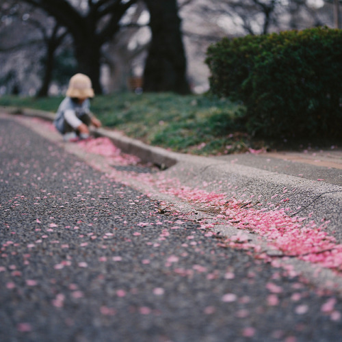 dreams-of-japan:Sakura @Shinjuku gyoen Tokyo by ogino.taro on Flickr.