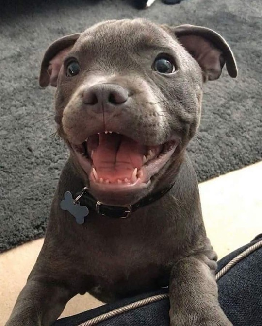 kygo:  pup  