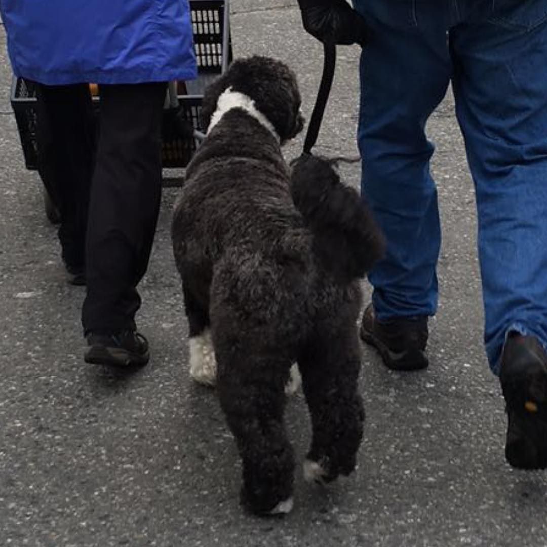 This dog made me laugh&hellip;😂😂😂The way he was walking😂😂😂And