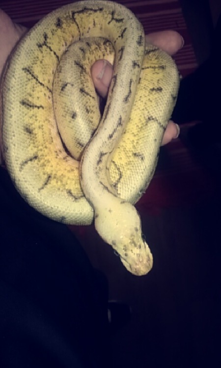 harrypotterjunky:GUUUYYYSS I forgot to show you my new baby boy Rickman!! &lt;3 &lt;3 &l