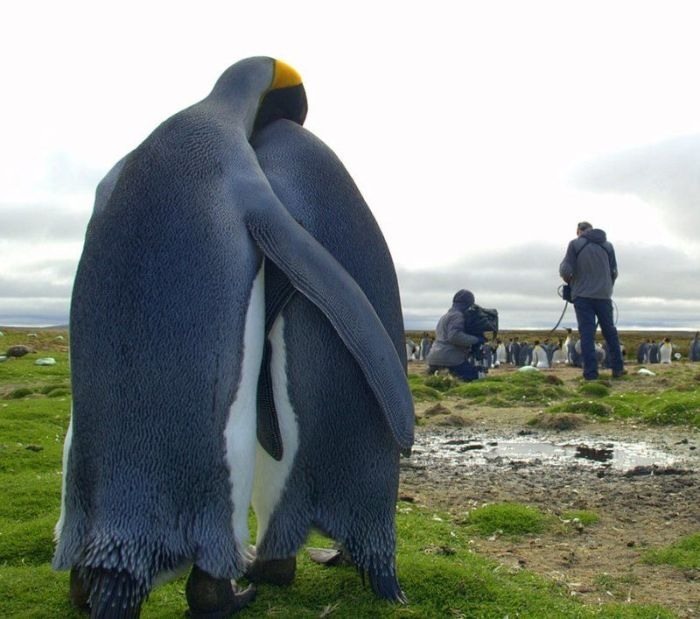 poyzn:  Animals that are really awesome. 