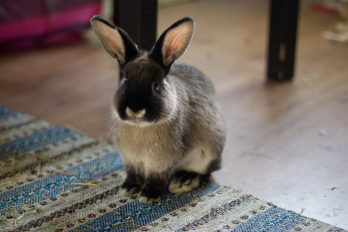 irmelinis:Dorothea, 5 months old. Pretty girl. 