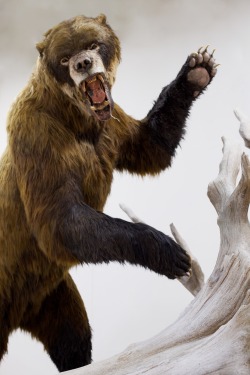 bluerhinostudio:  Remember that prehistoric Short Faced Bear we built? (Arctodus simus) Keep reading