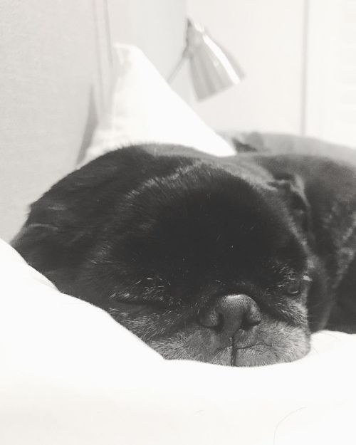 Falling asleep to the sound of the sea…&amp; this one snoring. #CaponeThePug #pugsofinstagram #pug 