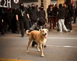 anticapitalistaction:fromgreecetoanarchy: &ldquo;Loukanikos&rdquo; internationally known as the &ldquo;Riot Dog&rdquo; passed away today in Athens at the age of 10. His health was adversely affected by police asphyxiating gas and from being kicked from