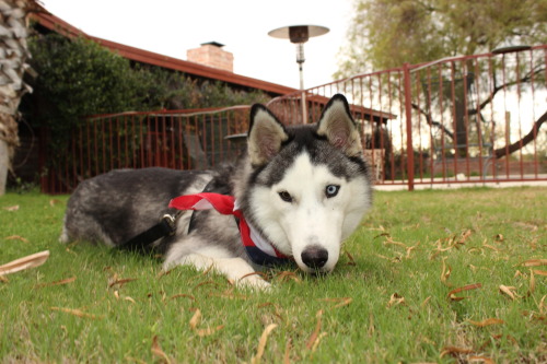 husky puppy