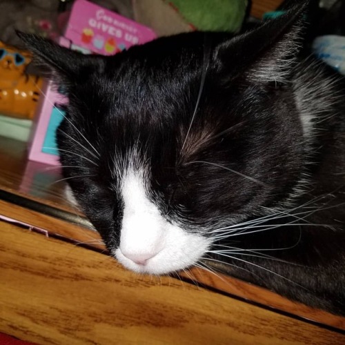 Oreo sleeping on my headboard. Meow!
