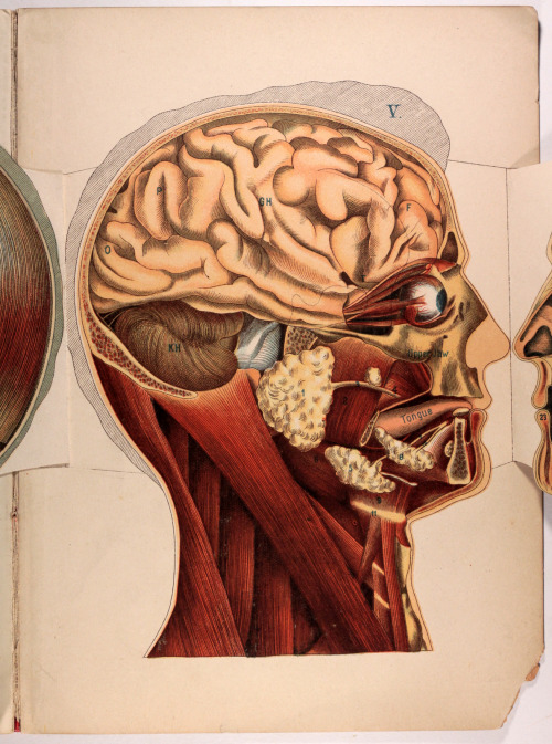 michaelmoonsbookshop: The Anatomy of the Human Head and Neckgraphically illustrated by means of supe