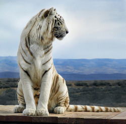 earthlynation:  White Tiger by irinsmith