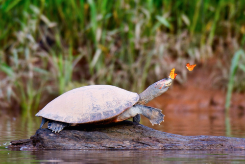 nubbsgalore: photos by jeff cremer of orange julia and sulfur yellow butterflies drinking the salty