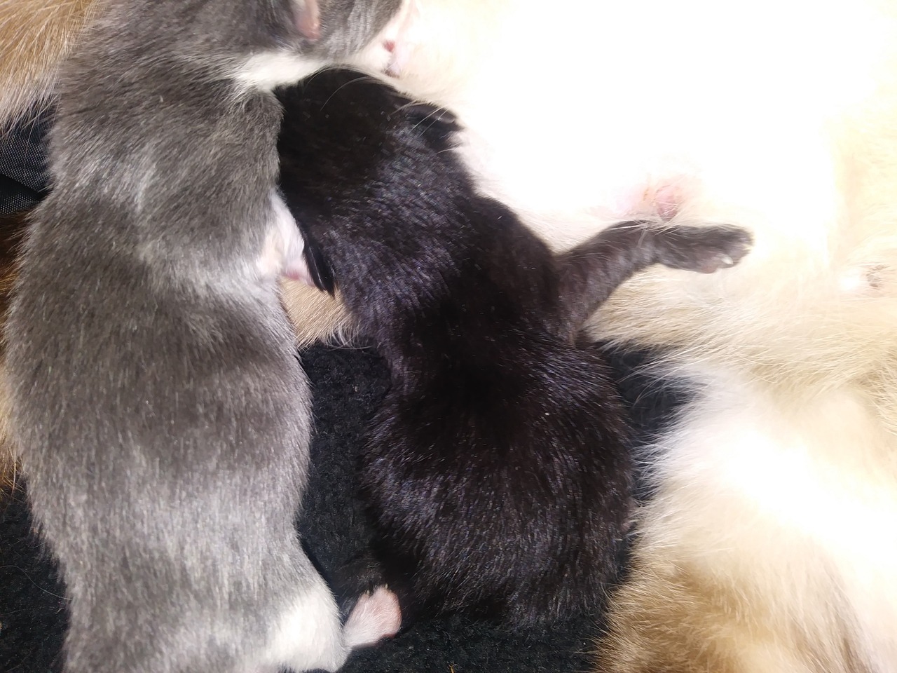 mostlycatsmostly:  Here’s Mama Kitty with her two brand new babies. They’re both