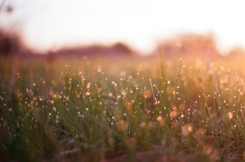 lensblr-network:  dew on grassPentax K1000SMC A 50mm f/2Kodak Ektar 100square moon sun by lunelaterale.tumblr.com