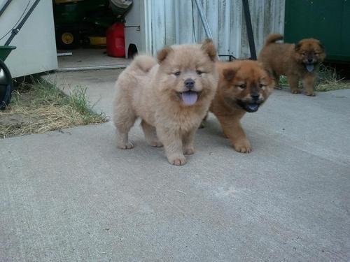 Porn photo mydrunkkitchen:  cutefurrythings:  Chow Chow