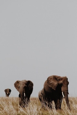 wolverxne:  Elephants in Tanzania | by: { lightbycoco }