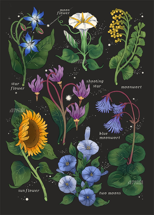 celestial plants ⭐ as above so below instagram / twitter / patreon 