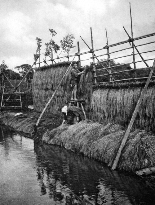 Niigata, Japan - Rice harvest and sheaves near Niigata. The Niigata prefecture is located on the isl