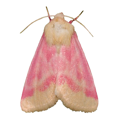 pink critter