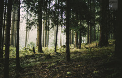 t0rpe:  forest glade by desomnis 