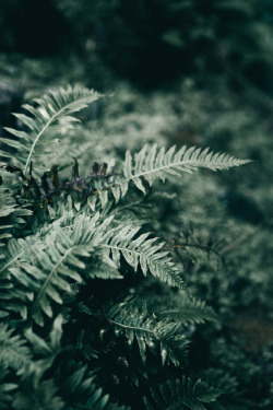 hannahkemp:  Ferns