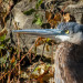 Great Blue Heron (Ardea herodias), soaking up remaining sunlight on a very cold afternoon. Batavia, Illinois. November 13, 2018. (Part 1 of 3. I’m dividing the shots into several posts. See all of them in my Birds album on flickr: https://flic.kr/s/aHsk6bMtrK)