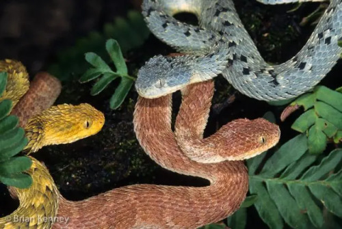 Are Those Pictures Of Bush Vipers Real????? They're The Most Adorable Thing I've Ever Seen