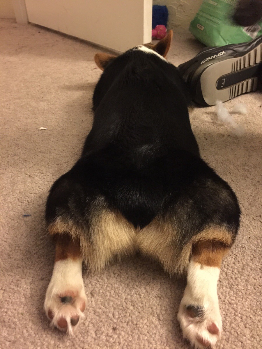 corgi-addict:  Sploot hard, sleep harder