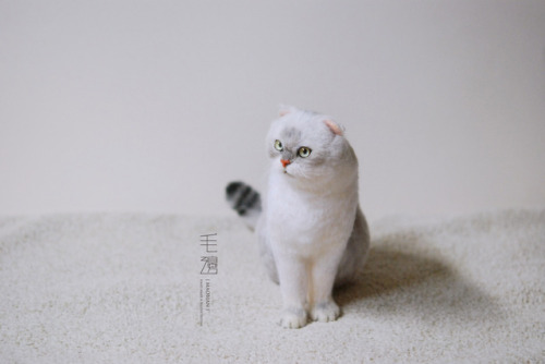 ▋Scottishfold ( custom-made ) Sculpture approximately 10 x 13 x 18 cm ( not including the tail )