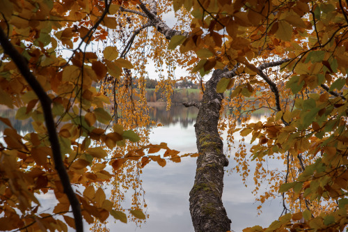 Autumn leaves