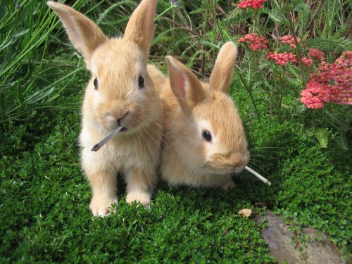 elfboi:boingboing:DEA: If Utah legalizes pot, rabbits (and other wildlife) will get stonedWon’t some