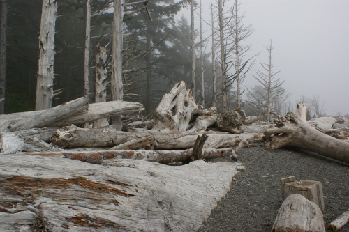 frommylimitedtravels:Driftwood at Rialto Beach - Olympic National Park