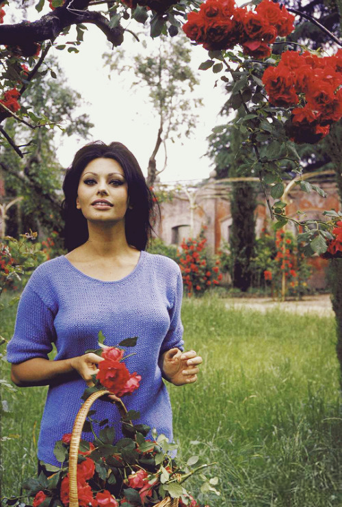 vintagegal: Sophia Loren photographed by Alfred Eisenstaedt in her garden at her villa in Rome,