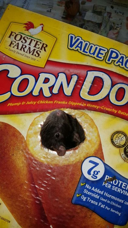 anonymousfragger:so we got a corndog box for the rats and my brilliant roommate cut a hole so all of our rats will becom