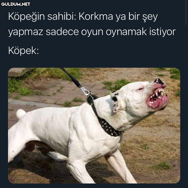 Aynen kanka yapmaz Köpeğin...