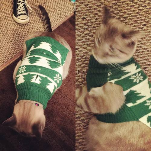 littleroundmirrors: well, I tried, but #BuddhaCat was noooot into the #Christmas sweater. sorry, boo