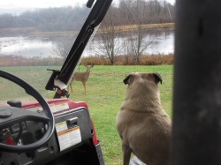 zay4ik:  pug meets deer 