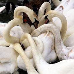 boyirl:  Swans Necks  Some of the many swans