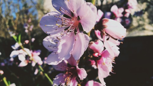 pxlestine:Almond Blossoms | Home, Gaza.