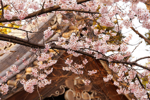 japanesse-life: Cherry blossoms; Kawagoe, Japan by tmizo on Flickr.
