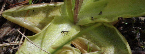 Representing insectivorous plants on the west coast of Scotland - we have sundews and these: butterw