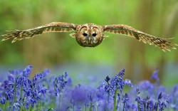 Cruising altitude (Tawny Owl)