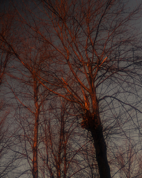 Entre chien et loup en banlieue.