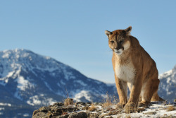 bigcatkingdom:  Mountain Lion (by Ami 211)