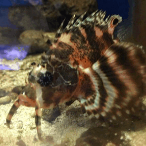 glitterydinosaurenemy:Saw a cool lion fish at my lfs today