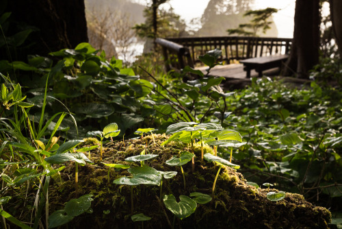 Forest floor and overlook at Cape Flattery.